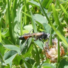 Podalonia tydei suspiciosa