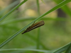 Agriphila tristella