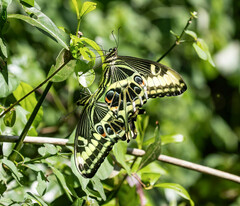 Papilio ophidicephalus phalusco