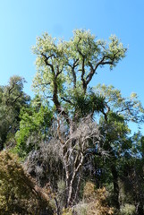 Plagianthus regius regius