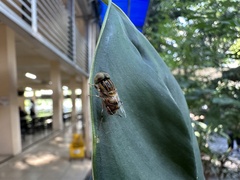 Eristalinus