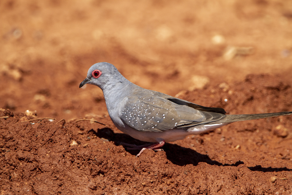 Diamond Dove photo