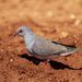 Diamond Dove - Photo (c) Steve Murray, some rights reserved (CC BY-NC), uploaded by Steve Murray