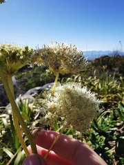 Hermas villosa