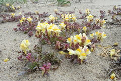 Linaria japonica