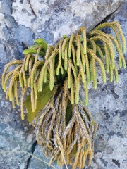 Phlegmariurus gnidioides