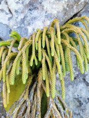 Phlegmariurus gnidioides