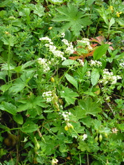 Galium anisophyllon