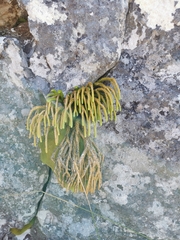 Phlegmariurus gnidioides