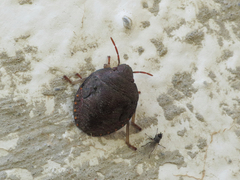 Solenosthedium bilunatum