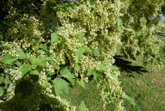 Plagianthus regius regius
