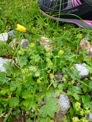 Alchemilla vulgaris