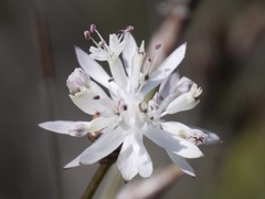 Schoenolaena juncea