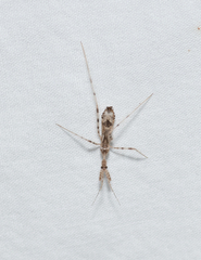 Stenolemus fraterculus