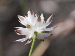 Schoenolaena juncea