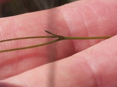 Schoenolaena juncea