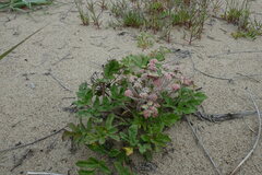 Glehnia littoralis
