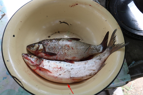 Baikal whitefish