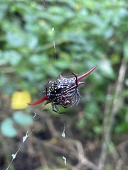 Gasteracantha milvoides