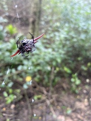 Gasteracantha milvoides