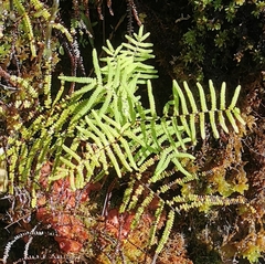 Gleichenia polypodioides