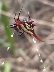 Gasteracantha milvoides