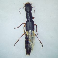 Homaeotarsus