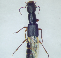 Homaeotarsus