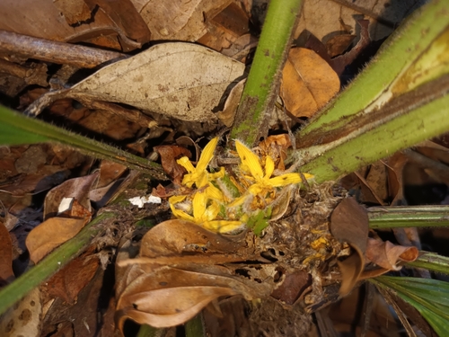 Curculigo latifolia (Curculigo latifolia)