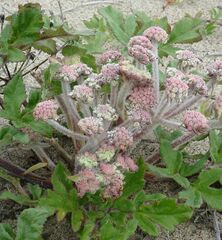 Glehnia littoralis