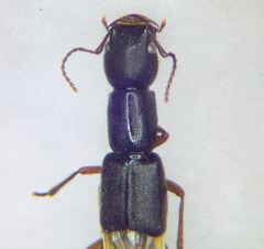 Homaeotarsus