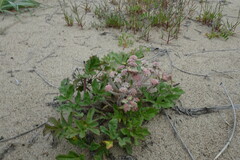 Glehnia littoralis