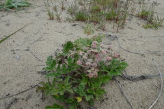 Glehnia littoralis