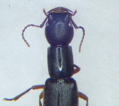 Homaeotarsus