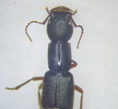 Homaeotarsus