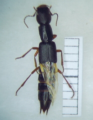 Homaeotarsus
