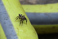 Evarcha denticulata