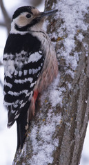 Dendrocopos leucotos