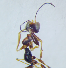 Dryinidae
