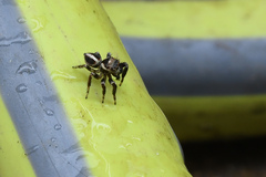 Evarcha denticulata