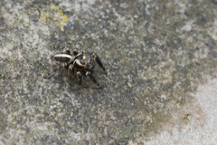 Evarcha denticulata