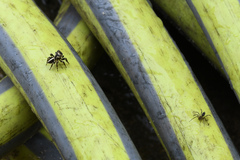Evarcha denticulata