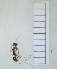 Dryinidae