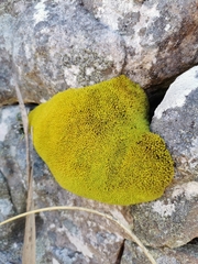 Hypodontium pomiforme