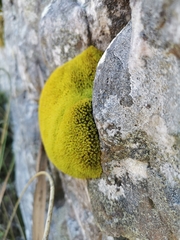 Hypodontium pomiforme