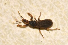 Enicocephalidae