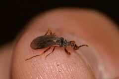 Enicocephalidae