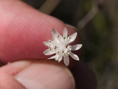 Schoenolaena juncea