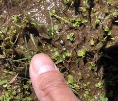 Micranthemum umbrosum