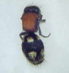 Ronisia brutia